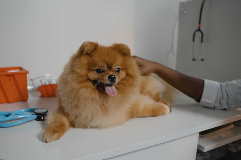 Mobile Salon – LA, Crystal Springs